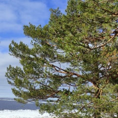 Татьяна Евстафьева, Санкт-Петербург