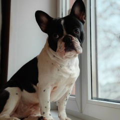 Дмитрий Попов, Елец