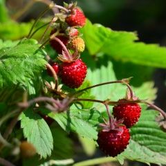 Евгения Борисова, Севастополь