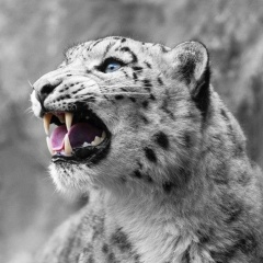 Максим Гнатюк, Санкт-Петербург