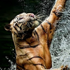 Анастасия Мамедова, 27.12, Тюмень