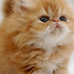 Евгения Чепурная, 27.08, Белая Церковь