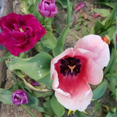 Таисия Винницкая, 29.03