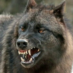 Hizir Usmanov, Грозный