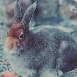 Михаил Носов, 14.05.2000, Tokyo