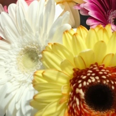 Елизавета Елизавета