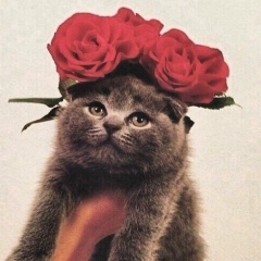 Ника Вахобова, 14.02, Калининград