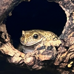 Denna Lilith, 06.07.1987, Brăila