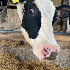 Евгений Антипин, Королёв