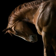 Галок Орезек, 09.12, Бейнеу