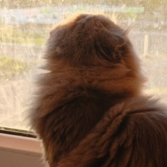 Светлана Клюева-Павлова, Санкт-Петербург