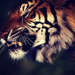 Ахмед Висханов, 07.09.1998