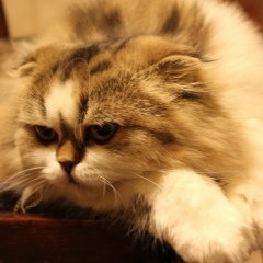 Петро Сідловський, Львов