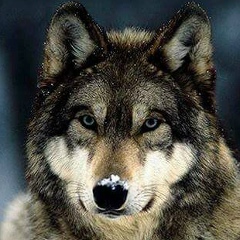 Abzal Diyarov, 01.01.1989, Актобе