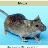 Михаил Тюменцев, 25.09.1990, Новосибирск