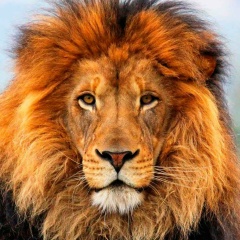 Ринат Кадыров