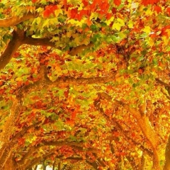 Зубишка Темукаева, 04.02.1994, Хасавюрт