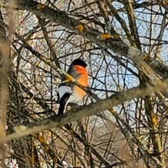Денис Гордиенко, 06.04.1981, Санкт-Петербург