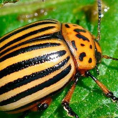 Александр Гура, 18.04.1982, Днепр (Днепропетровск)