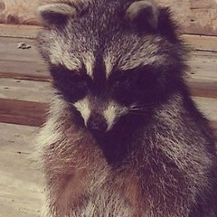 Лёлик Макеев, Санкт-Петербург