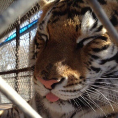 Андрій Лозовий, 08.01.1993, Чернигов