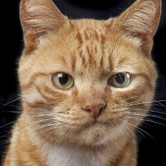 Сергей Деркач, 18.05.1983, Санкт-Петербург