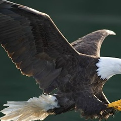 Мухтарбек Туркбаев, Чий-Талаа