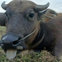 Arm Fjfj, 11.12.1991