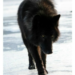 Амир Беков, 17.12.1995