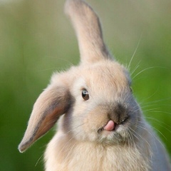 Людмила Арсенович, 06.06, Warszawa