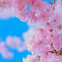 Рузанна Шомахова, 08.04