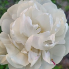 Дарья Гринько, 26.07.1986, Черкассы