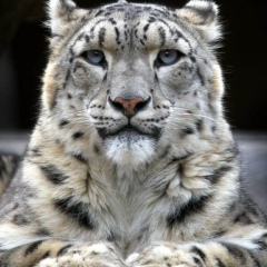 Алан Хамаев, 27.08.1986, Москва