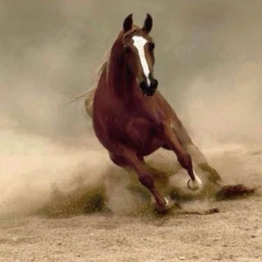 Izturgan Nurumbetov, 10.09.1988, Шымкент