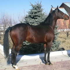 Жандос Асанов, Тараз