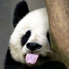 Женя Ланько, 17.07.1986, Чернигов