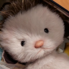 Ольга Шапина, 03.06.1979, Санкт-Петербург