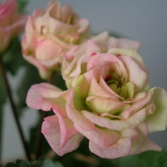 Эльвира Хакимова-Сулейманова, 23.11.1974, Октябрьский