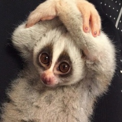 Вадим Могильный, 09.05.1988, Киев