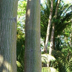 Фёдор Фанарь, 13.03.1976, Санкт-Петербург