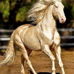 Сарби Сейтмуратова