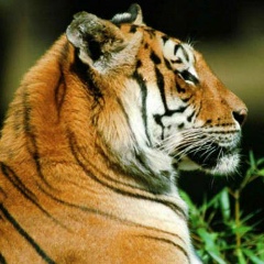 Александр Павлов