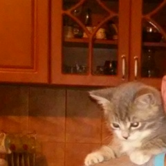 Дмитрий Жук, 08.04.1993, Запорожье