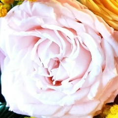 Gulbakhor Petrova, 10.03.1987, Москва