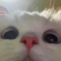 Сергей Шевчук, 29.05.1994, Сосновый Бор