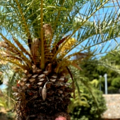 Марина Максимова, 04.09.1989, Санкт-Петербург