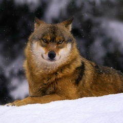 Людмила Савинская, 31.12, Москва