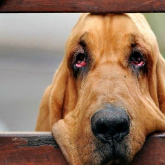 Rustam Orozobekov, 12.11.1987, Бишкек