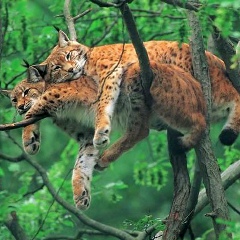 Марат Мадраимов