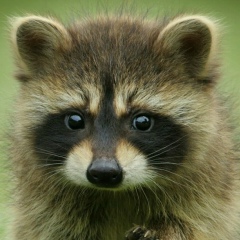 Зоя Романова, 09.01.1978